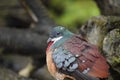 Mindanao bleeding heart looking out at the world