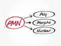 PMN - PolyMorphoNuclear acronym