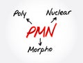 PMN PolyMorphoNuclear - having a nucleus with several lobes and a cytoplasm that contains granules, as in an eosinophil or