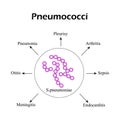 Pneumococci. Pneumococcal diseases. Infographics. Vector illustration