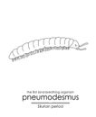 Pneumodesmus