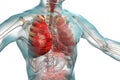 Pneumonia medical concept