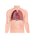 Pneumothorax, Human Anatomy, illustration, lungs, heart, Collapsed lung. abnormal collection of air