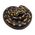 PNG Ball Python Coiled on Transparent Background Royalty Free Stock Photo
