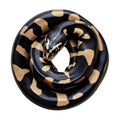 PNG Ball Python Coiled on Transparent Background Royalty Free Stock Photo