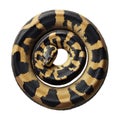 PNG Ball Python Coiled on Transparent Background Royalty Free Stock Photo