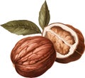Illustration of a whole and a half hickory nut with leaves Royalty Free Stock Photo