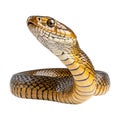 PNG Golden Tree Snake on Transparent Background Royalty Free Stock Photo