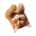 PNG Playful Kitten on Transparent Background Royalty Free Stock Photo