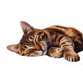 PNG Sleeping Bengal Cat on Transparent Background Royalty Free Stock Photo