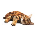 PNG Sleeping Bengal Cat on Transparent Background Royalty Free Stock Photo