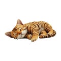 PNG Sleeping Bengal Cat on Transparent Background Royalty Free Stock Photo