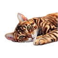 PNG Sleeping Bengal Cat on Transparent Background Royalty Free Stock Photo