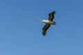 Flying Pnk billed Australan pelican Royalty Free Stock Photo