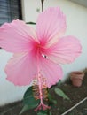 Pnk Hibiscus flower. Jaswand fule. Royalty Free Stock Photo