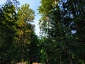 Summer Pacific Northwest PNW forest, woods landscape