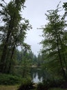 Pnw trees on a gloomy day