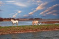 Po Delta Park, Ravenna, Italy: landscape of the swamp with wild horses grazing