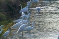 Great white heron po delta regional park comacchio iitaly