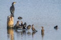 Cormorant water bird po delta regional park comacchio iitaly