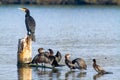 Cormorant water bird po delta regional park comacchio iitaly