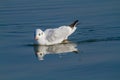 Seagull po delta regional park comacchio iitaly Royalty Free Stock Photo