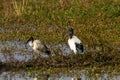 Ibis po delta regional park comacchio iitaly