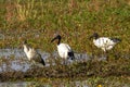 Ibis po delta regional park comacchio iitaly