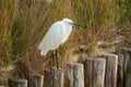 Little egret po delta regional park comacchio iitaly