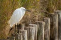 Little egret po delta regional park comacchio iitaly