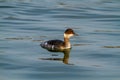 Small grebe po delta regional park comacchio iitaly