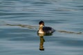 Small grebe po delta regional park comacchio iitaly