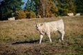 Cows on pasture