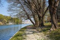 Po river bank path with old trees and people in a sunny day, blue sky in Piedmont, Turin, Italy Royalty Free Stock Photo