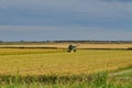 Rice harvester at work harvesting rice in the Po River Delta, Italy