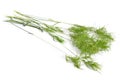 Poa alpina, commonly known as alpine meadow-grass or alpine bluegrass. Isolated