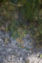 Poa bulbosa ear close up Royalty Free Stock Photo