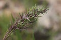 Poa bulbosa ear close up