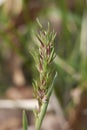 Poa bulbosa ear close up Royalty Free Stock Photo