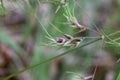 Poa bulbosa - Wild plant shot in the spring.