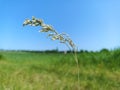 Poa is a genus of about 570 species of grasses Common names include meadow-grass, bluegrass, tussock, and speargrass