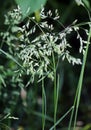 Poa grows in the meadow among wild grasses Royalty Free Stock Photo