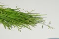 Poa, meadow-grass, bluegrass, tussock and speargrass. Poa is Greek for fodder. Poa are members of the subfamily Pooideae