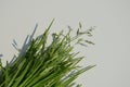 Poa, meadow-grass, bluegrass, tussock and speargrass. Poa is Greek for fodder. Poa are members of the subfamily Pooideae