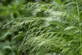 Poa nemoralis, the wood bluegrass, is a perennial plant in the family Poaceae.