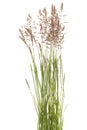 Poa pratensis Royalty Free Stock Photo