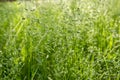 Poa pratensis green meadow european grass Royalty Free Stock Photo