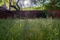 Poa pratensis green meadow european grass, red fence