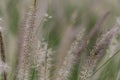 Poaceae