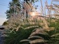 Poaceae or Gramineae field with background by the sky with the morning sun shining Royalty Free Stock Photo